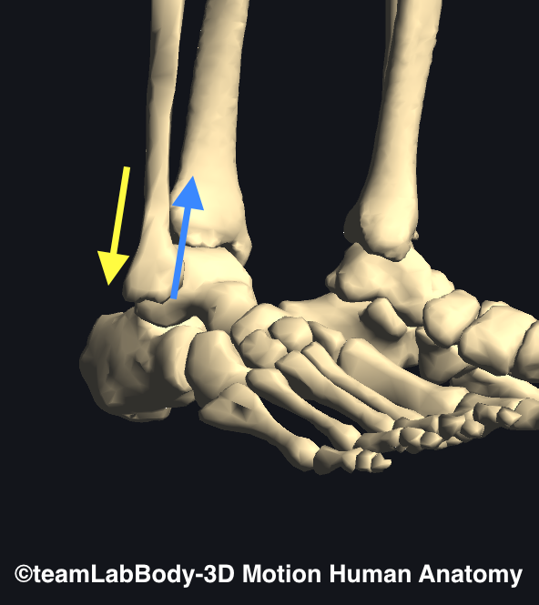 腓骨遠位端骨折のリハビリ 足趾のトレーニングは各趾分けてするべき リハ塾 理学療法士が教える心と身体のブログ